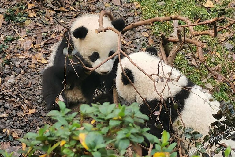 Chengdu Tours