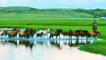 Catch the best emerald color in summer (Hulunbuir / Erguna / Manzhouli / Hulunbuir
）