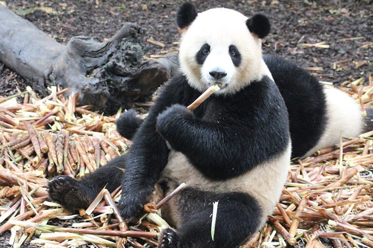 Dujiangyan Tours