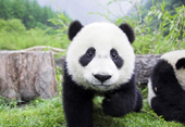 Giant Panda Base Giant Panda Base