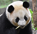 China 金刚生态阿尔特塔，金刚生态高位压Tours